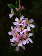 Image of Gravesia laxiflora