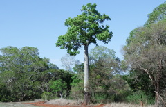 Brachychiton australis