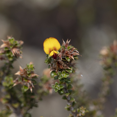 Pultenaea densifolia