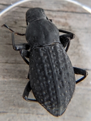 Polypleurus