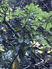 Rhododendron macrophyllum