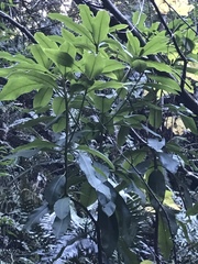 Rhododendron macrophyllum