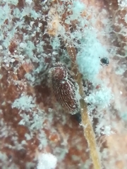 Mycetaea subterranea