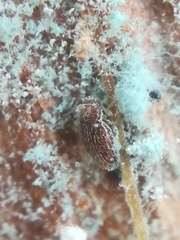 Mycetaea subterranea