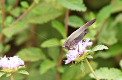 Enthephippion olivaceum