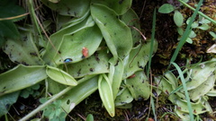 Pinguicula grandiflora