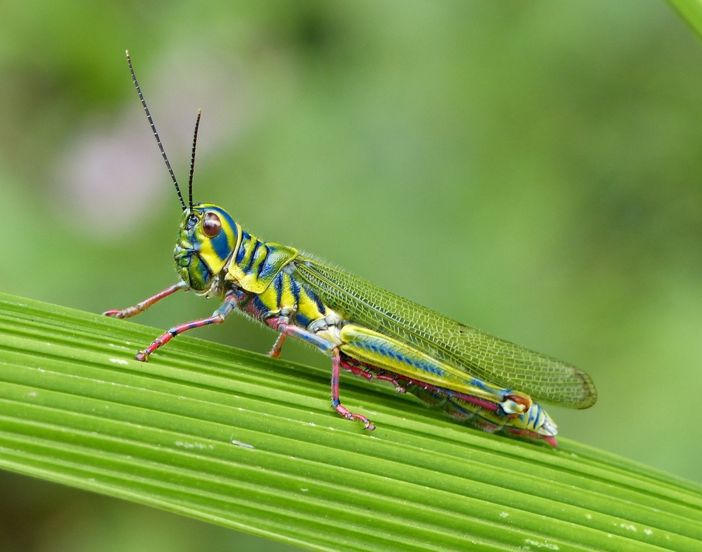 Adimantus ornatissimus