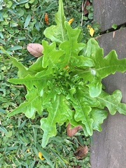 Lactuca sativa