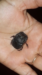 Coprophanaeus cyanescens