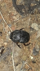 Coprophanaeus cyanescens