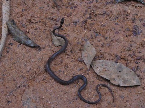 Variable Marsh Snake
