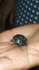 Coprophanaeus cyanescens