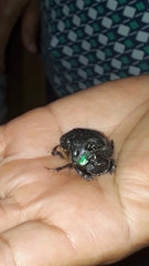 Coprophanaeus cyanescens