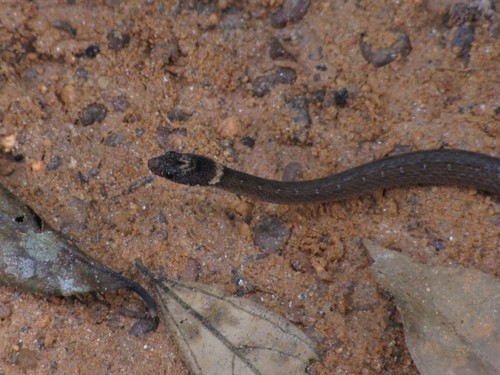 Variable Marsh Snake