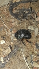 Coprophanaeus cyanescens