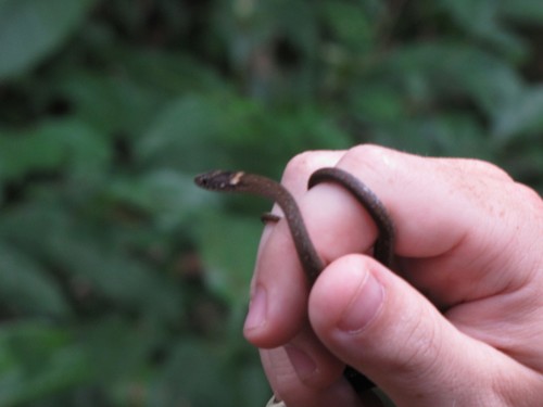 Variable Marsh Snake