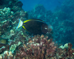 Acanthurus nigricans