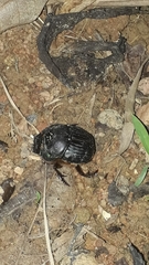 Coprophanaeus cyanescens