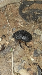 Coprophanaeus cyanescens