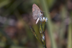 Zizeeria knysna
