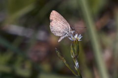 Zizeeria knysna
