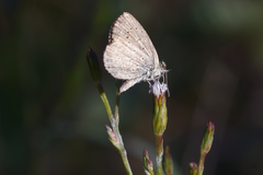 Zizeeria knysna