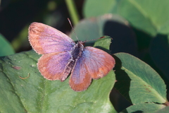 Zizeeria knysna