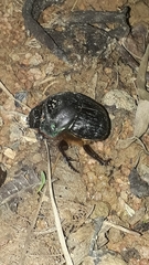 Coprophanaeus cyanescens