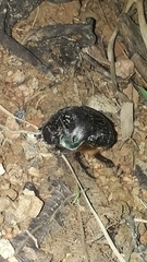 Coprophanaeus cyanescens