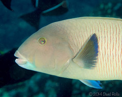 Ballieu's Wrasse photo 4