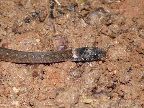 Variable Marsh Snake