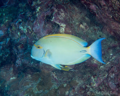 Acanthurus dussumieri