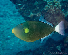 Melichthys vidua