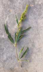 Rumex triangulivalvis