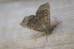 Focillidia texana