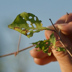 Bill Levine, CC BY, iNaturalist via GBIF Distimake aureus, photograph Bill Levine, CC BY, iNaturalist via GBIF