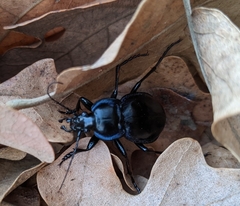 Carabus finitimus