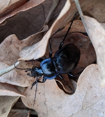 Carabus finitimus