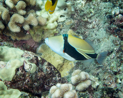 Rhinecanthus rectangulus