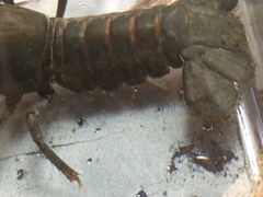 Cambarus halli