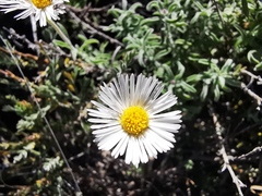 Erigeron pubescens