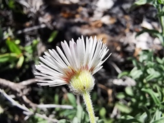 Erigeron pubescens
