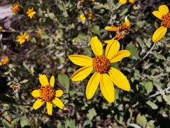 Calanticaria greggii