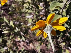 Calanticaria greggii