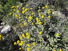 Calanticaria greggii