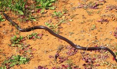 Pseudonaja aspidorhyncha