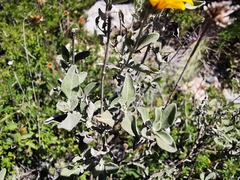 Calanticaria greggii