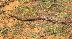 Pseudonaja aspidorhyncha
