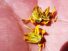 Calanticaria greggii