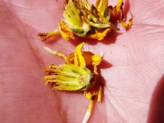 Calanticaria greggii